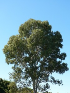 Tree as Fall of Man symbol