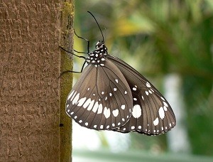 Encountering a butterfly on a special day in God's Love